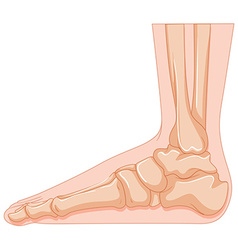 Set of human foot bone Royalty Free Vector Image