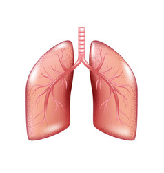 Human respiratory system diseases informative Vector Image