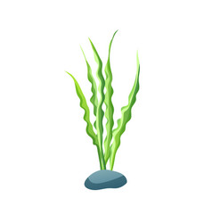 Aquarium Plants Vector Images Over 7 0