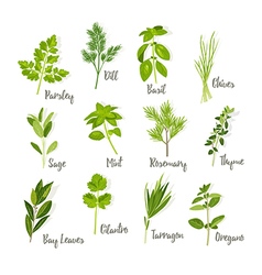 Outline Herbs Set Royalty Free Vector Image - VectorStock