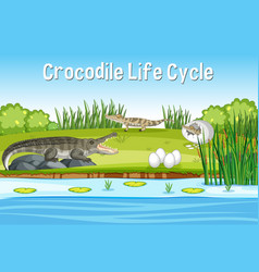 Life cycle crocodile on white background Vector Image