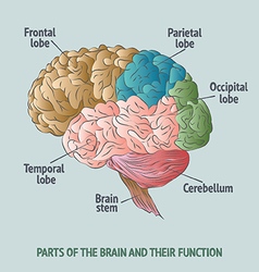 Parts of the human brain Royalty Free Vector Image