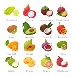 Papaya fruit icon tasty fresh tropical dessert Vector Image