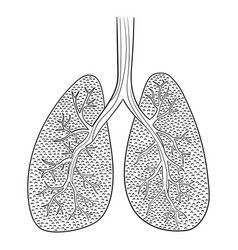 Lungs doodle drawing Royalty Free Vector Image