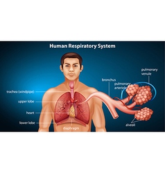 Circulatory system of a human Royalty Free Vector Image