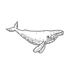 Hand drawn humpback whale Royalty Free Vector Image