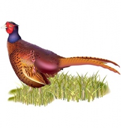 Pheasant Vector Images (over 1,200)