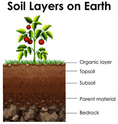 Diagram showing soil layers on earth Royalty Free Vector