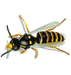 Wasp Royalty Free Vector Image - VectorStock