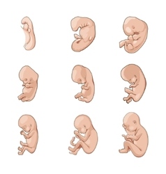 Stages human fetal development schematic Vector Image