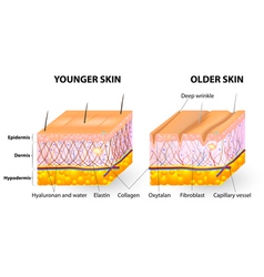 Younger skin and aging skin Royalty Free Vector Image