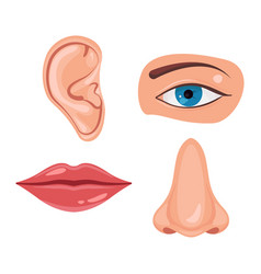 Human nose ear Royalty Free Vector Image - VectorStock