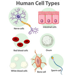 Information poster on human stem cells Royalty Free Vector