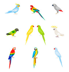 Cartoon Parrots Tropical Birds Set Royalty Free Vector Image