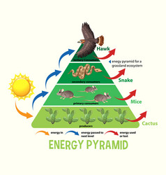 Diagram showing arctic energy pyramid Royalty Free Vector