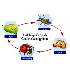 A ladybug life cycle Royalty Free Vector Image