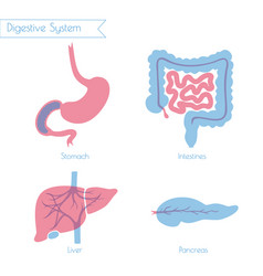 Human digestive system Royalty Free Vector Image