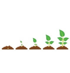 Set of with phases plant growth Royalty Free Vector Image