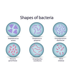 Gram positive and negative bacteria Royalty Free Vector