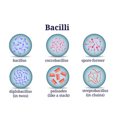 Arrangements coccus bacteria in petri dish Vector Image