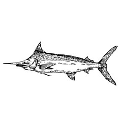 Swordfish Vector Images (over 1,500)