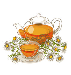 Chamomile tea Royalty Free Vector Image - VectorStock