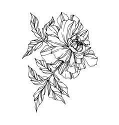 Marigold floral botanical flowers black Royalty Free Vector