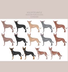 Xoloitzcuintle mexican hairless dog standard Vector Image