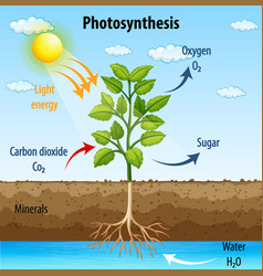 Diagram showing process photosynthesis Royalty Free Vector