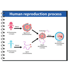 Reproduction process human infographic Royalty Free Vector