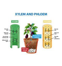 Diagram showing xylem and phloem plant Royalty Free Vector