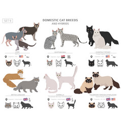 Hairless cats sphynxs domestic cat breeds and Vector Image