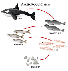 Arctic food chain pyramid Royalty Free Vector Image