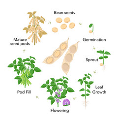 Tomato plant growth stages infographic elements in