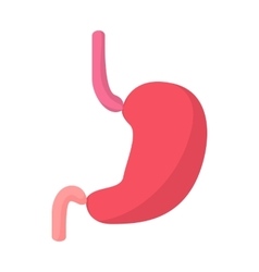 Close-up Pyloric Sphincter Human Stomach Vector Image