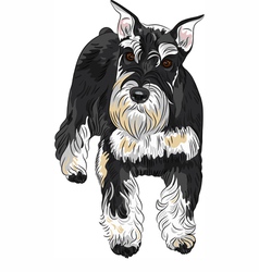 Schnauzer breed Royalty Free Vector Image - VectorStock