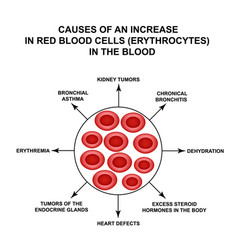 Erythrocytosis treatment increased red blood Vector Image