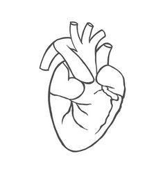 Hand drawn human heart Royalty Free Vector Image