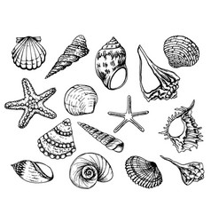 Hand drawing seashells set 1 Royalty Free Vector Image