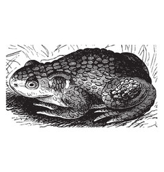 Common toad vintage Royalty Free Vector Image - VectorStock