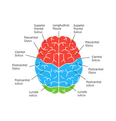 Cartoon human brain anatomy in a cut Royalty Free Vector