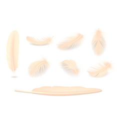 Feathers realistic set Royalty Free Vector Image