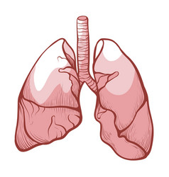 Human lungs bronchi anatomy structure Royalty Free Vector