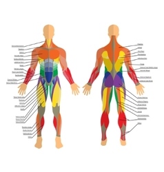 Human muscles the female body Royalty Free Vector Image