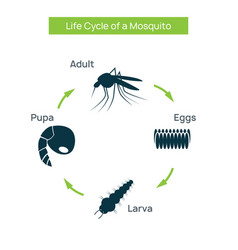 Life cycle mosquito Royalty Free Vector Image - VectorStock