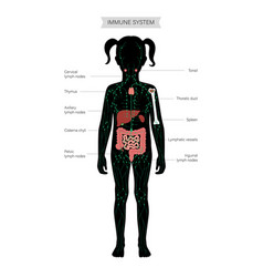 Lymphatic system concept Royalty Free Vector Image