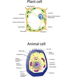 Anatomy of an animal cell educational poster Vector Image