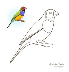 Zebra finch bird coloring book Royalty Free Vector Image