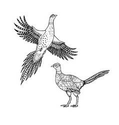 Featured image of post How To Draw A Pheasant Flying Step By Step Now the back leg is bent behind the front leg