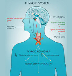 Thyroid Vector Images (over 3,000)